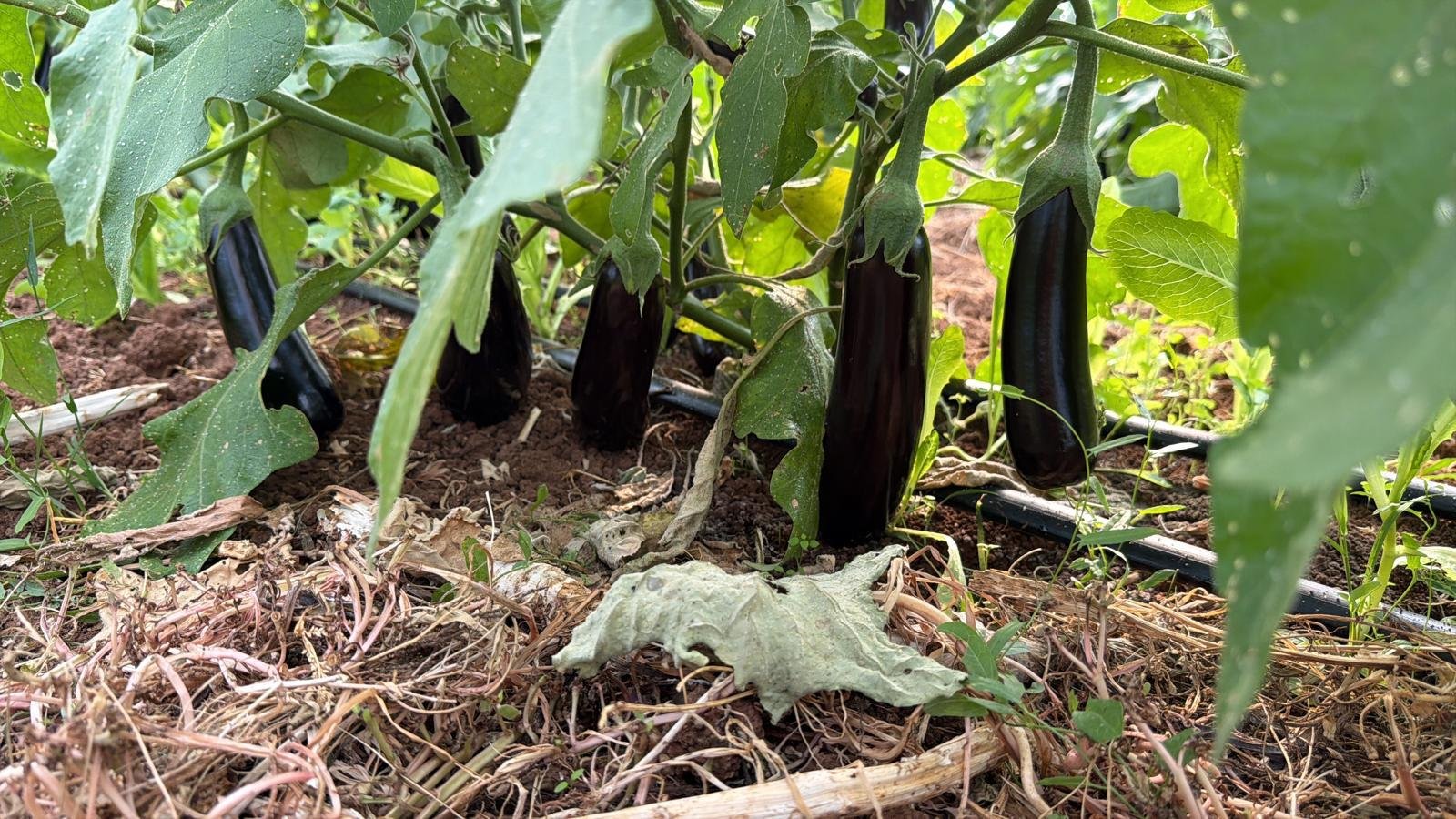 Dark Cylindrical Eggplant