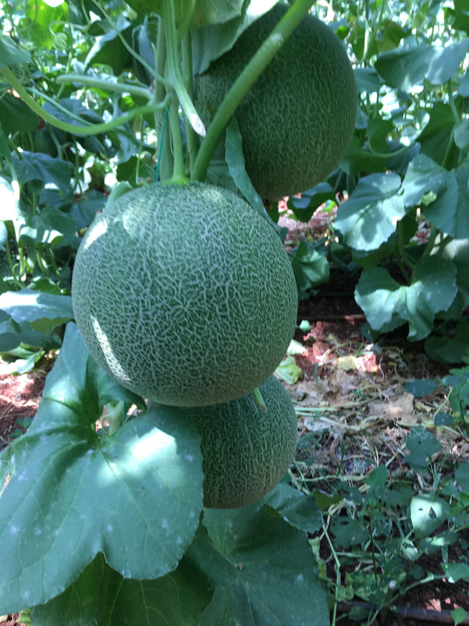 Green Greenhouse Galia Melon