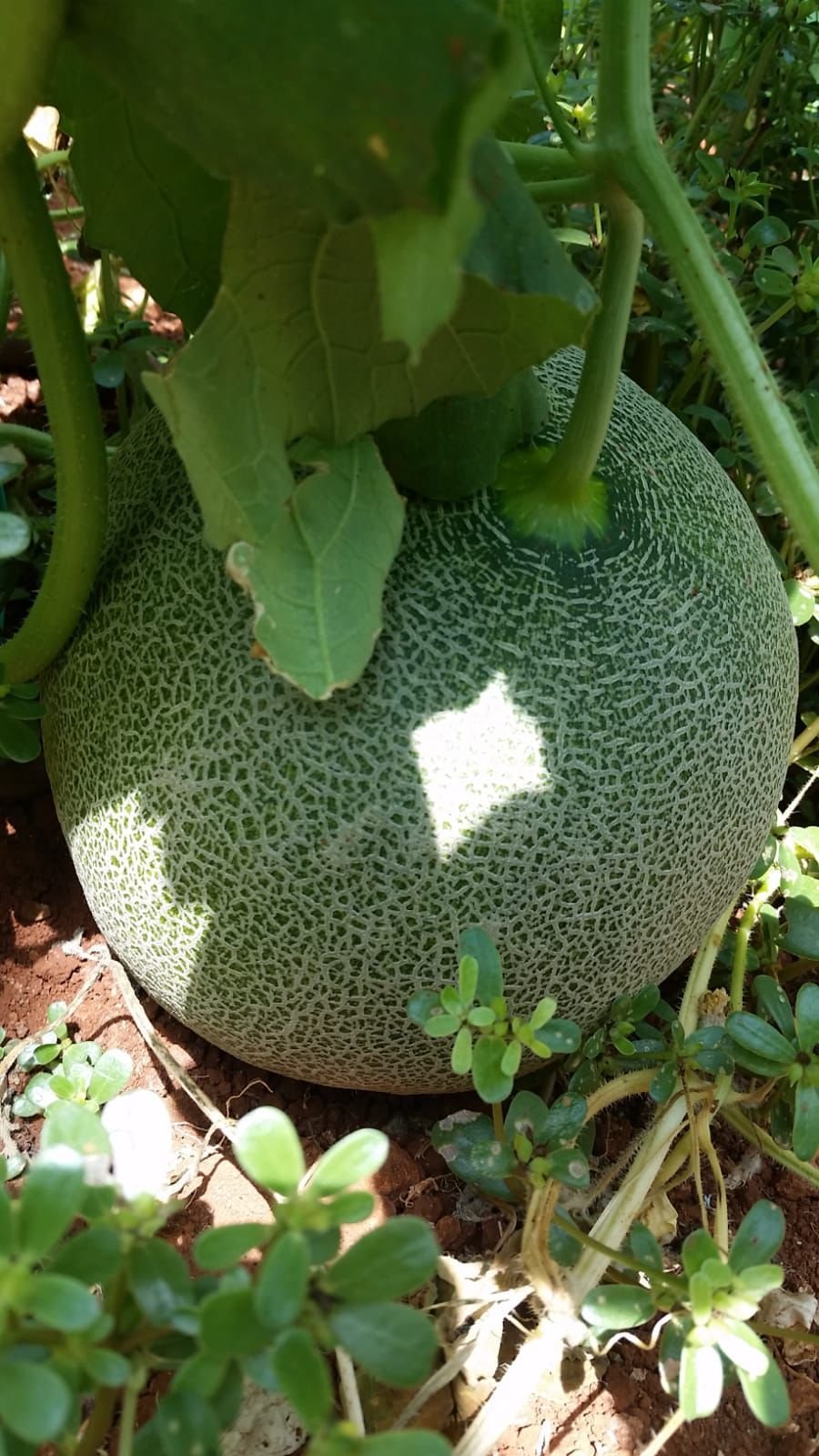 Green Greenhouse Galia Melon