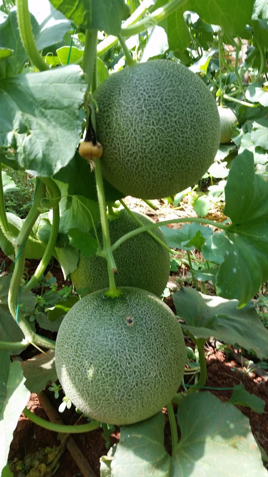 Green Greenhouse Galia Melon