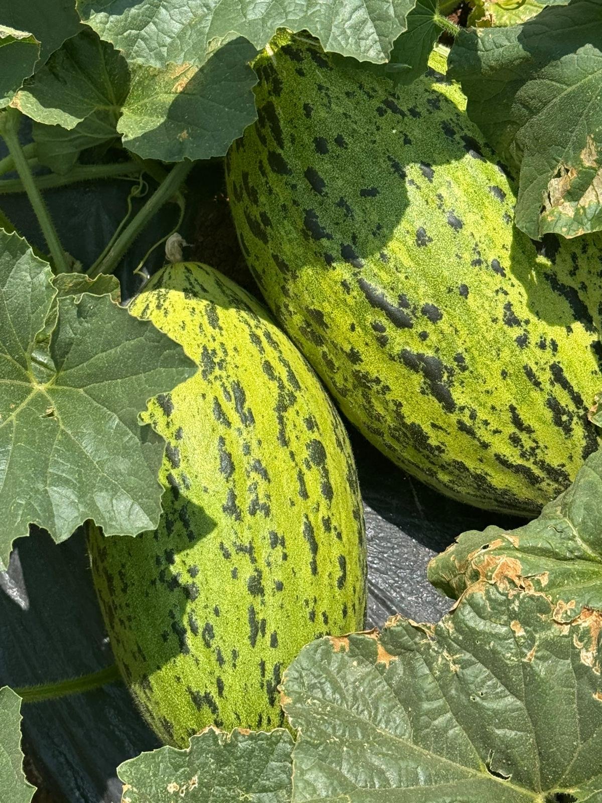 Spotted Kirkagac Type Melon