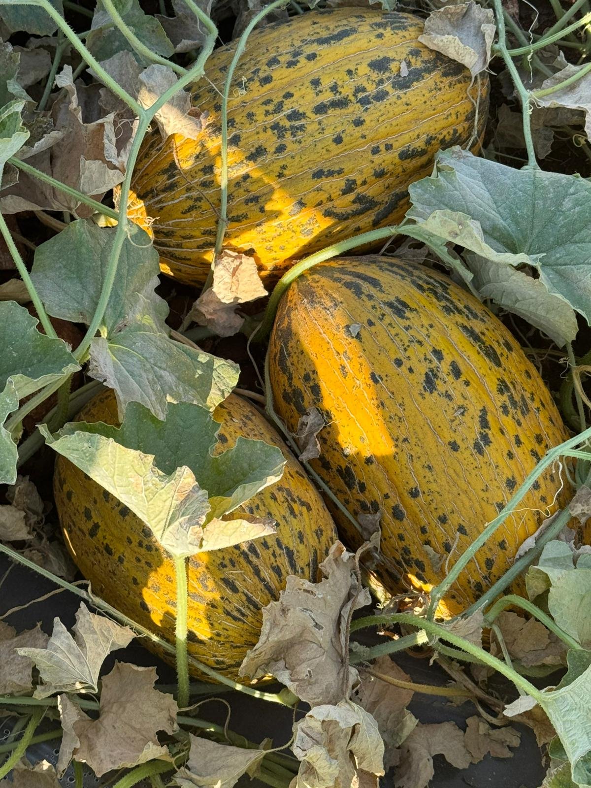 Spotted Kirkagac Type Melon