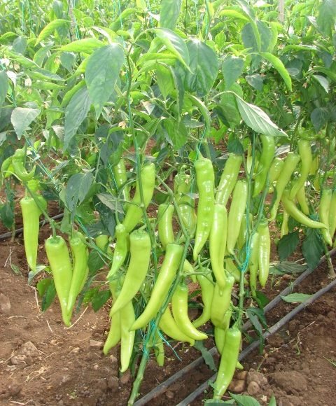 Green Charleston Pepper