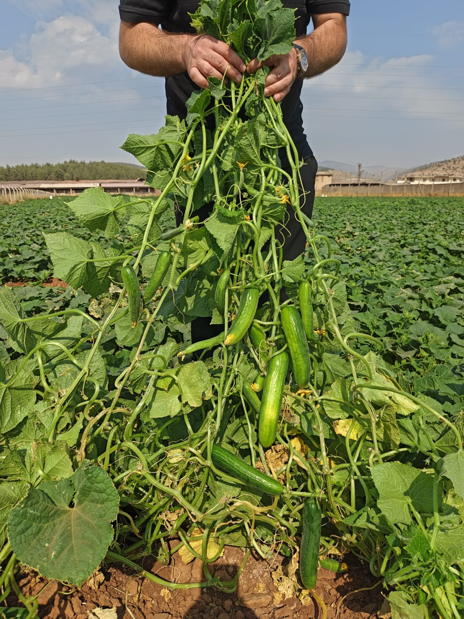 Fresh Beit Alpha Cucumber