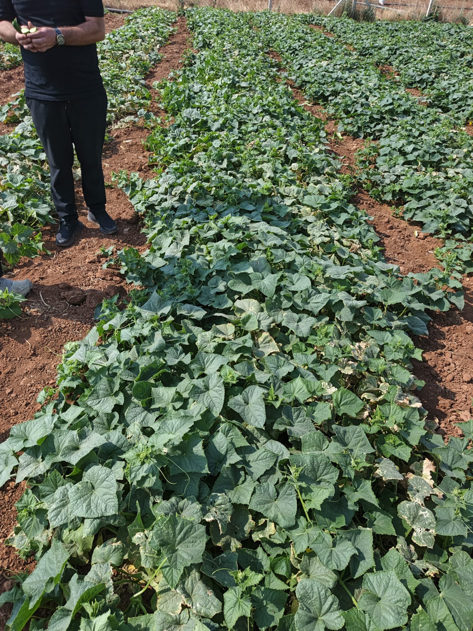 Fresh Beit Alpha Cucumber