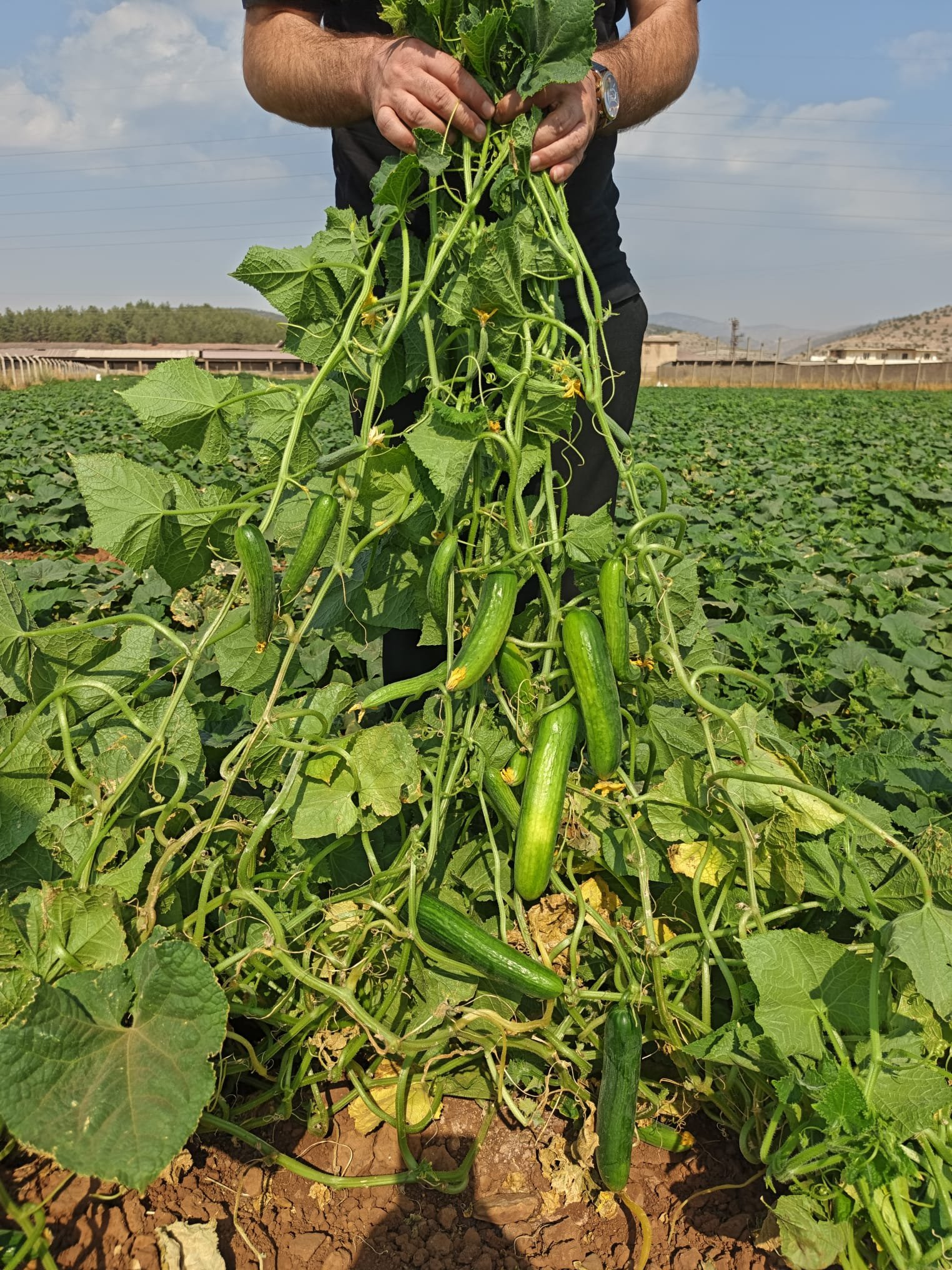 Fresh Beit Alpha Cucumber