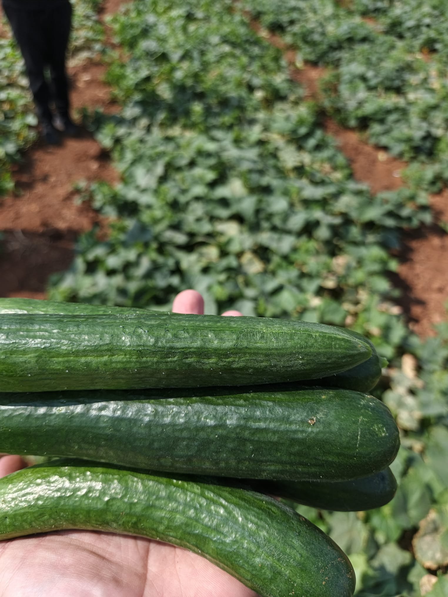 Fresh Beit Alpha Cucumber