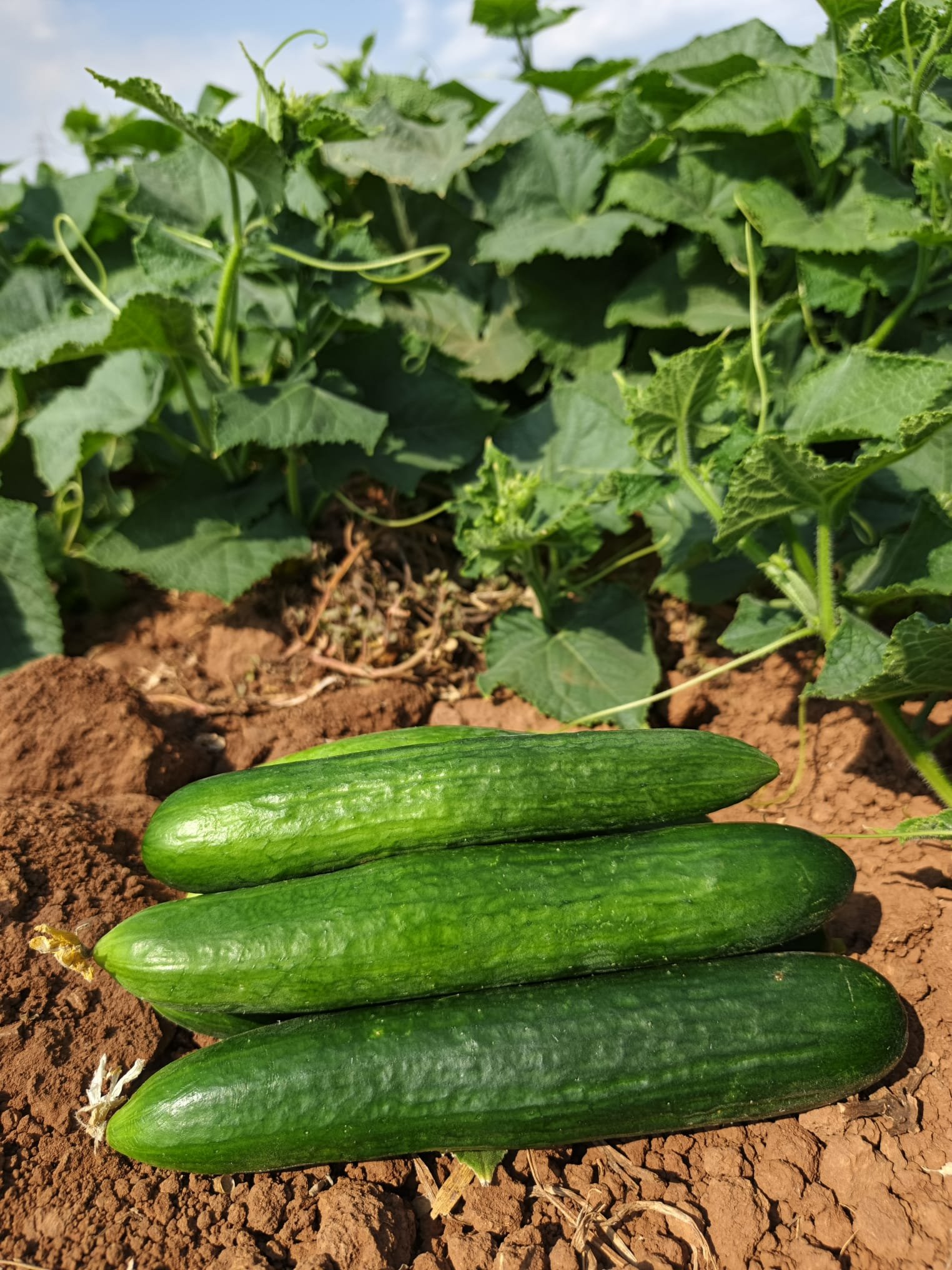 Fresh Beit Alpha Cucumber