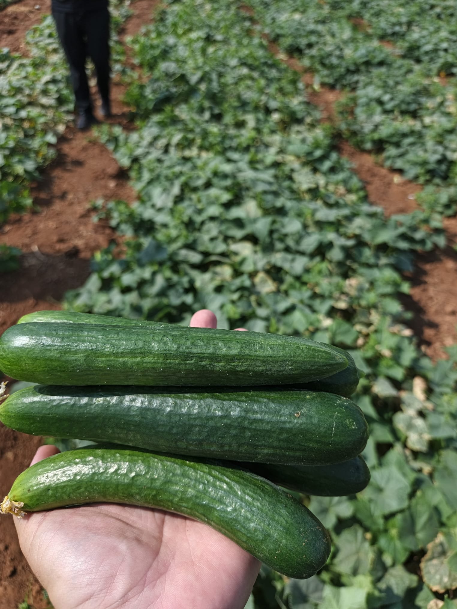 Fresh Beit Alpha Cucumber