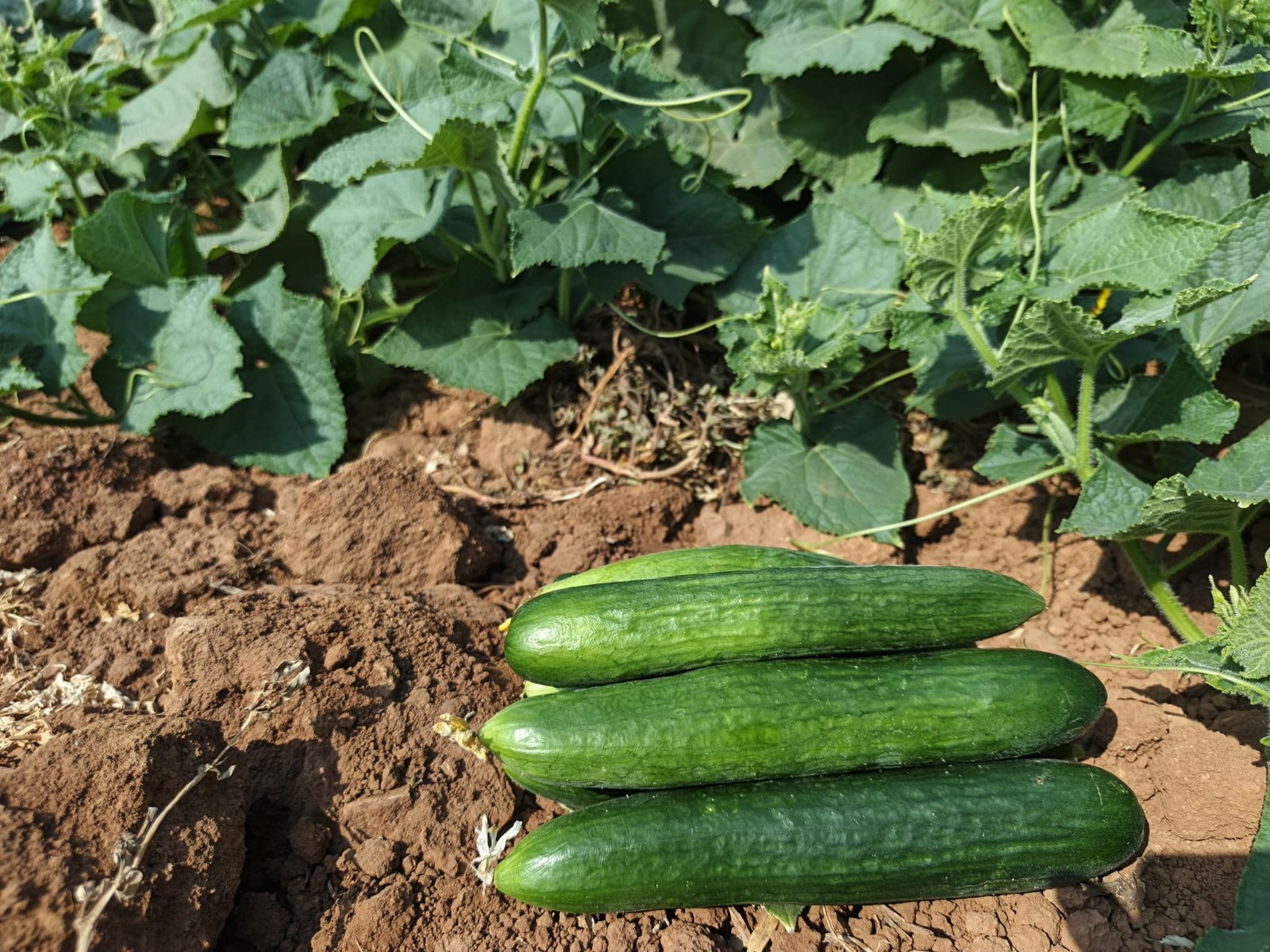Fresh Beit Alpha Cucumber