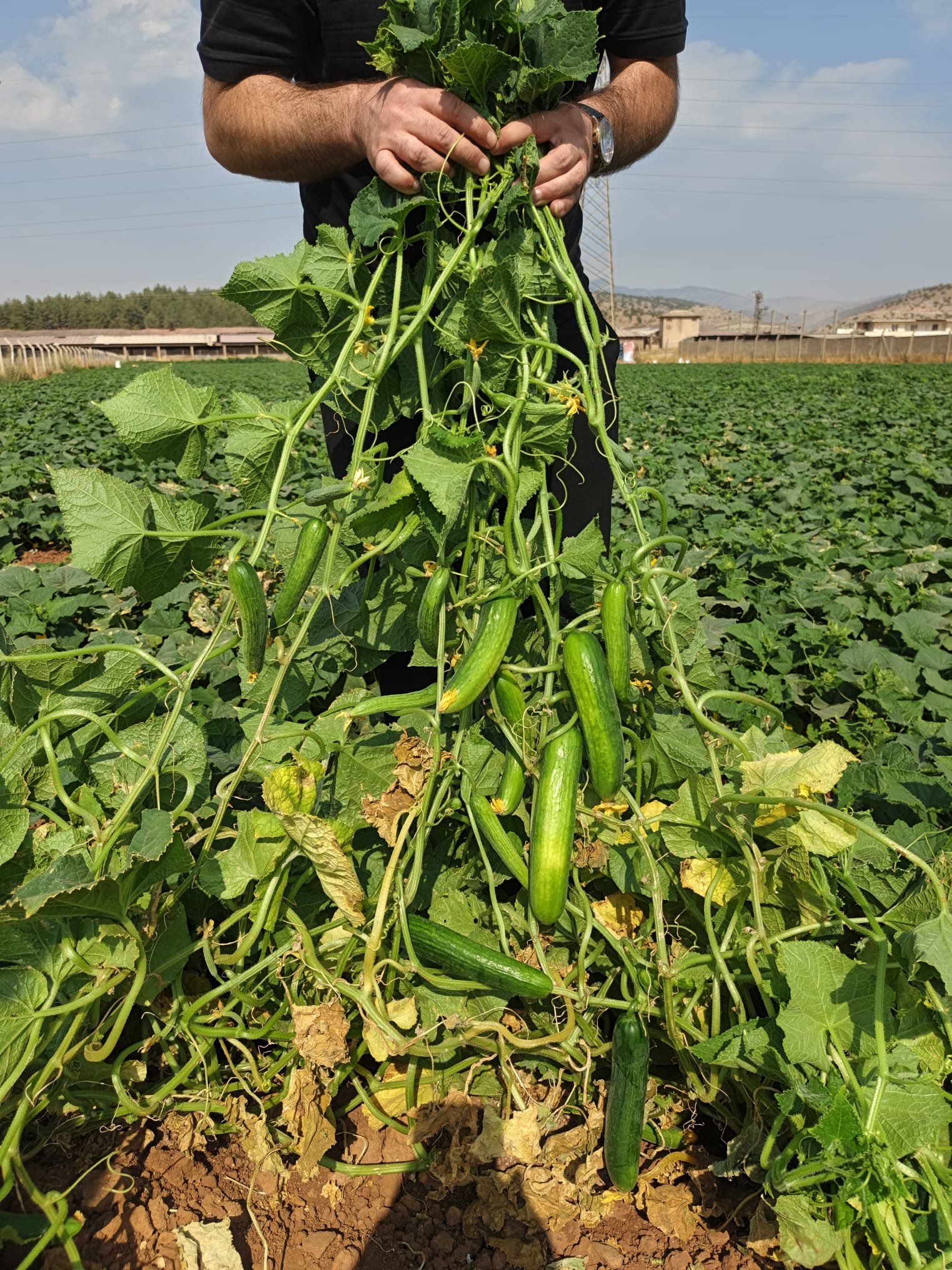 Fresh Beit Alpha Cucumber