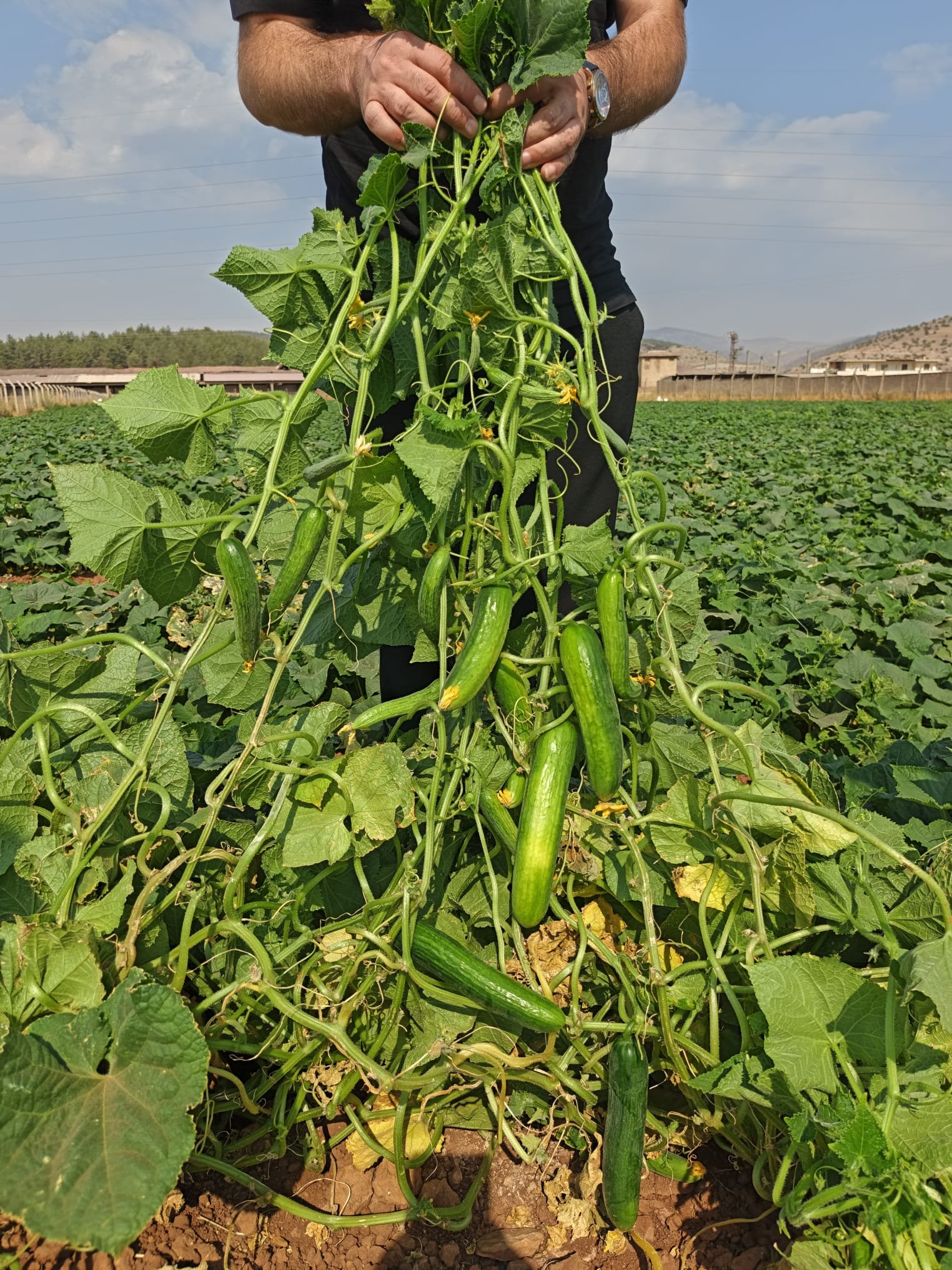 Fresh Beit Alpha Cucumber