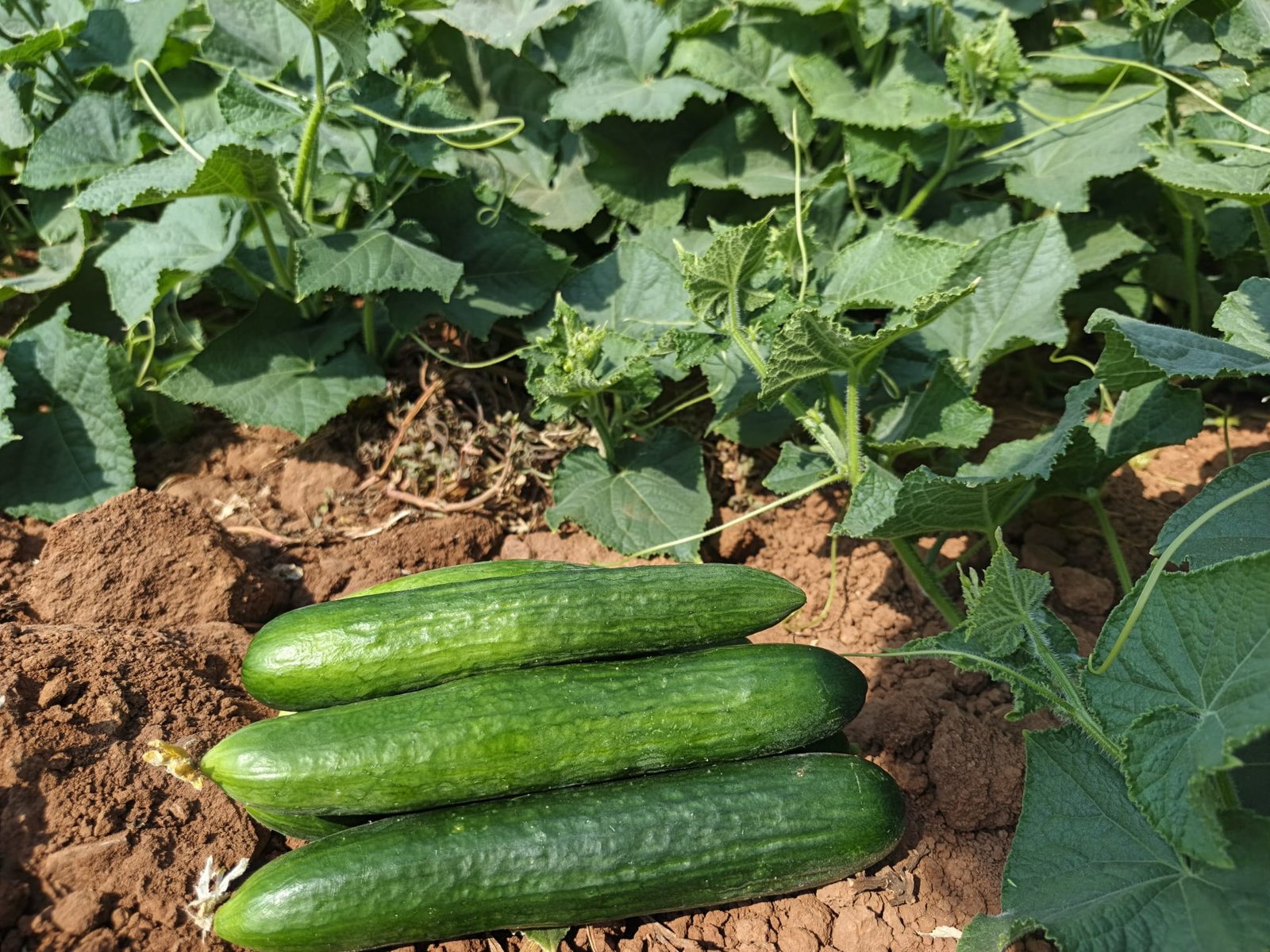 Fresh Beit Alpha Cucumber