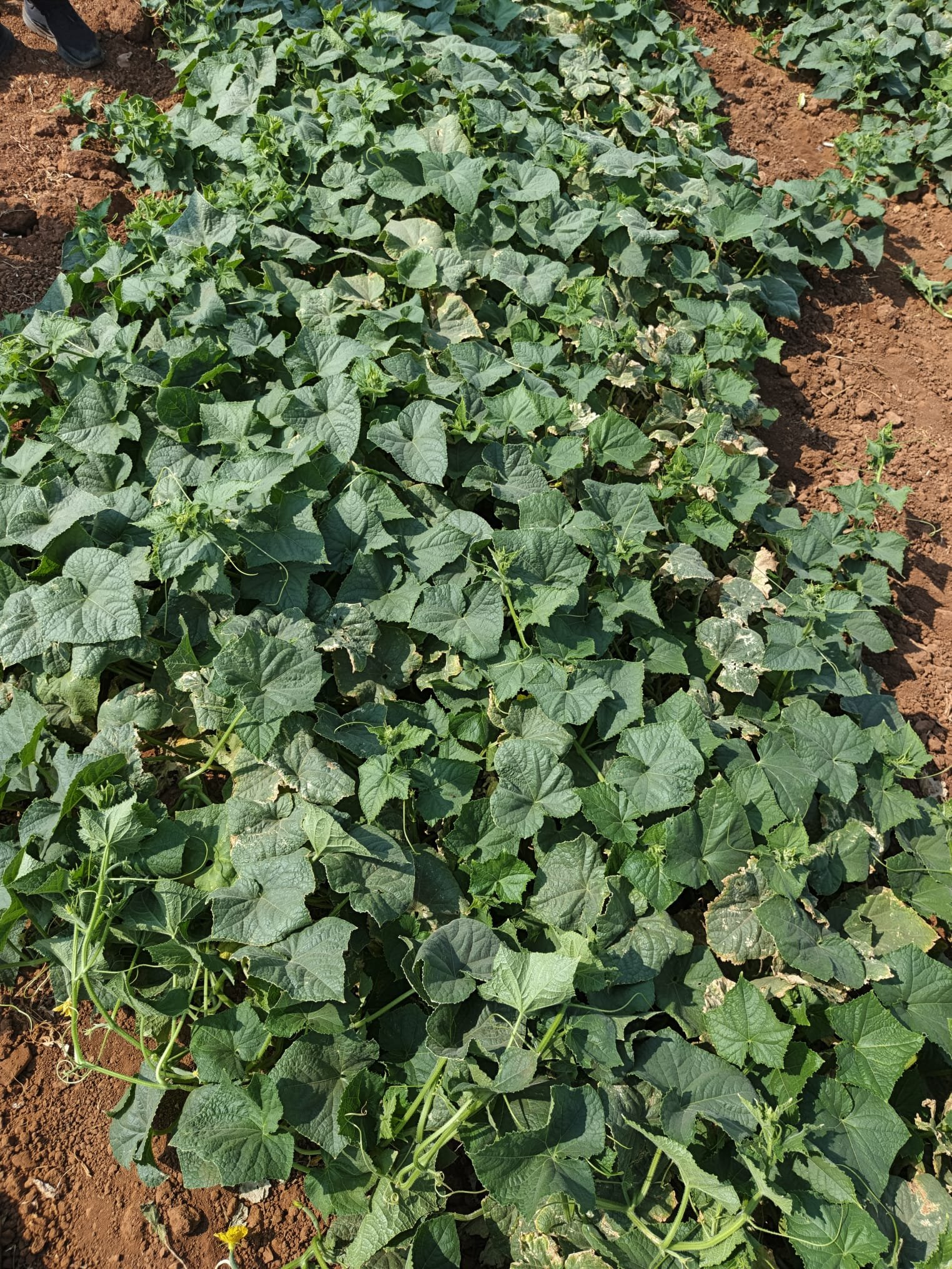 Fresh Beit Alpha Cucumber
