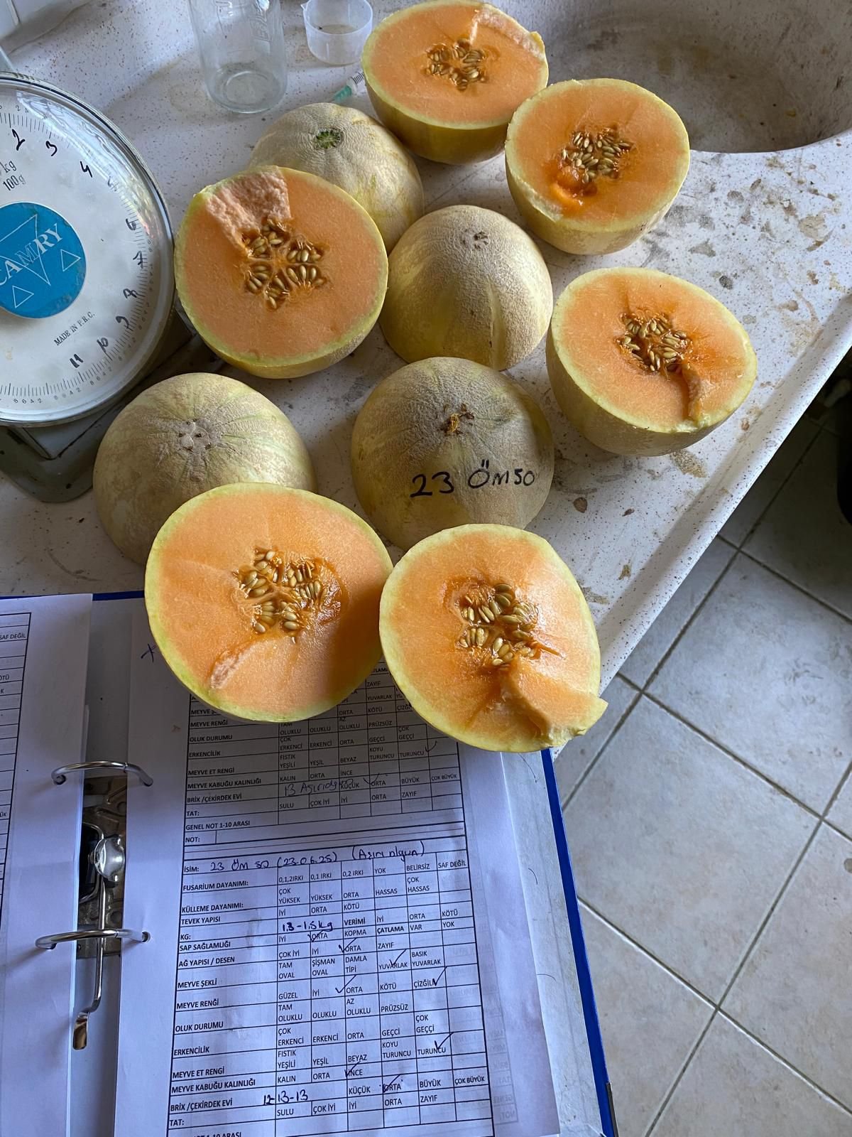 Sweet Orange Charentais Melon