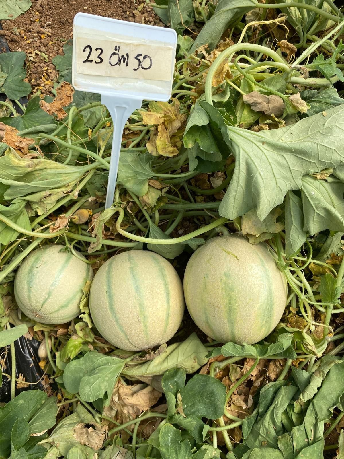 Sweet Orange Charentais Melon