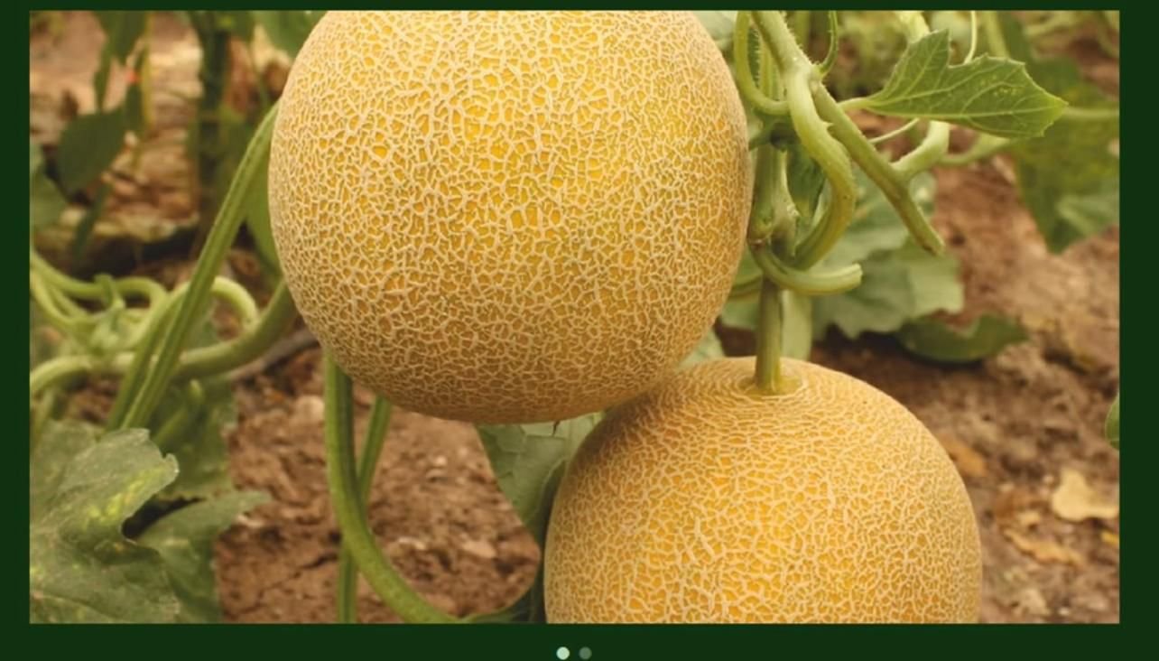 Sweet Orange Charentais Melon