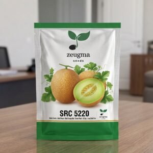 Premium Yellow Galia Melon