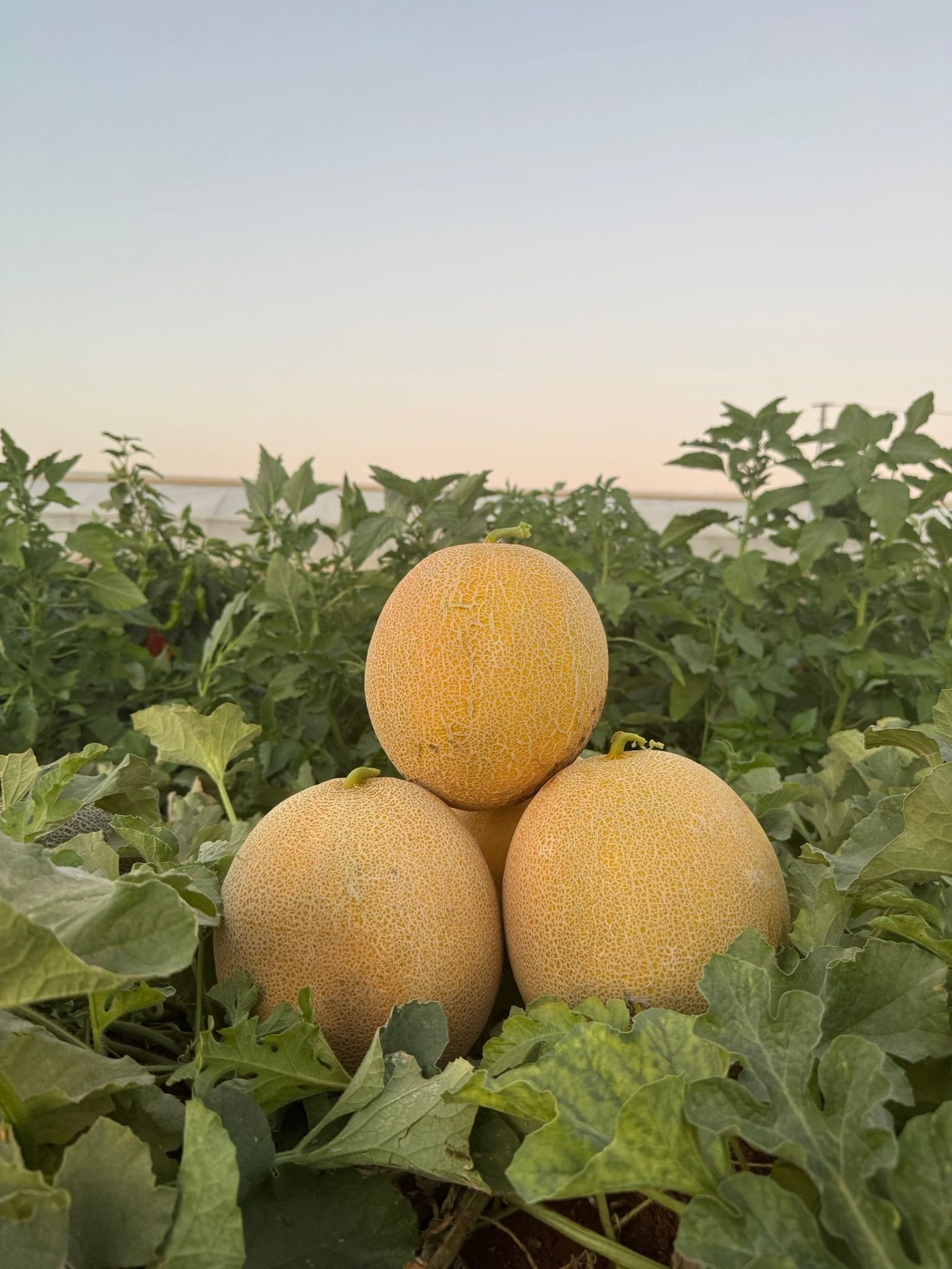 Premium Yellow Galia Melon