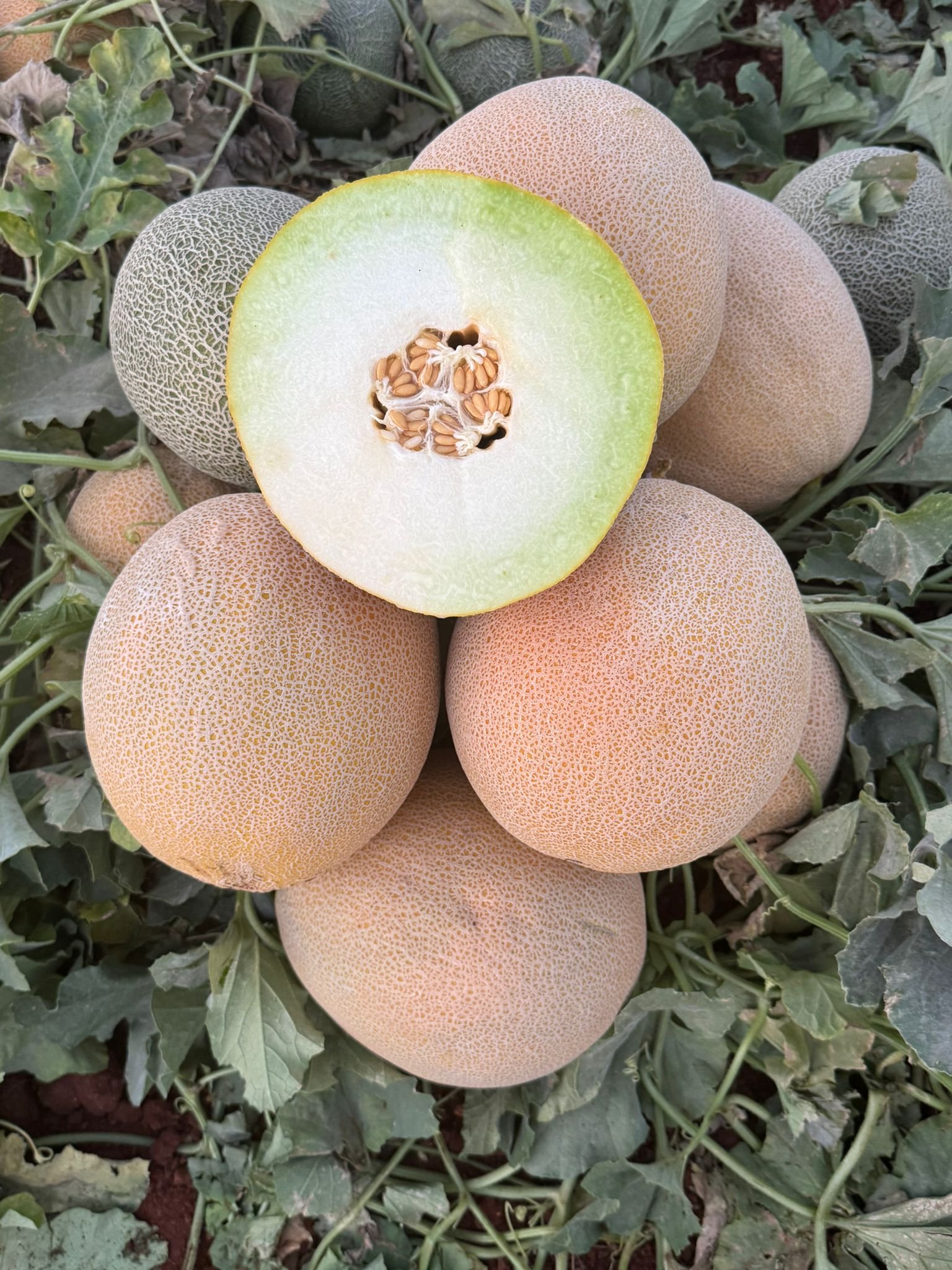 Premium Yellow Galia Melon