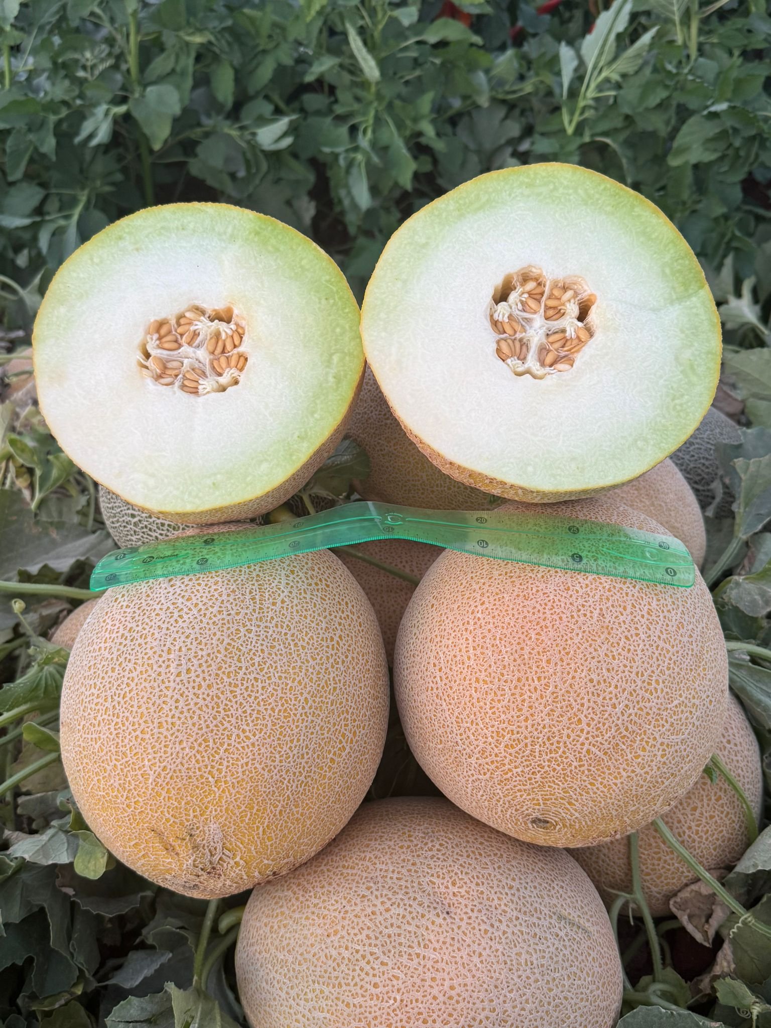 Premium Yellow Galia Melon