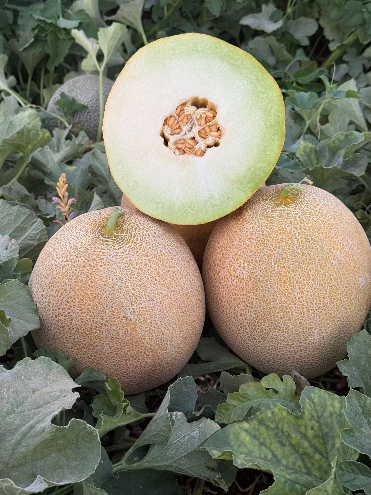 Premium Yellow Galia Melon