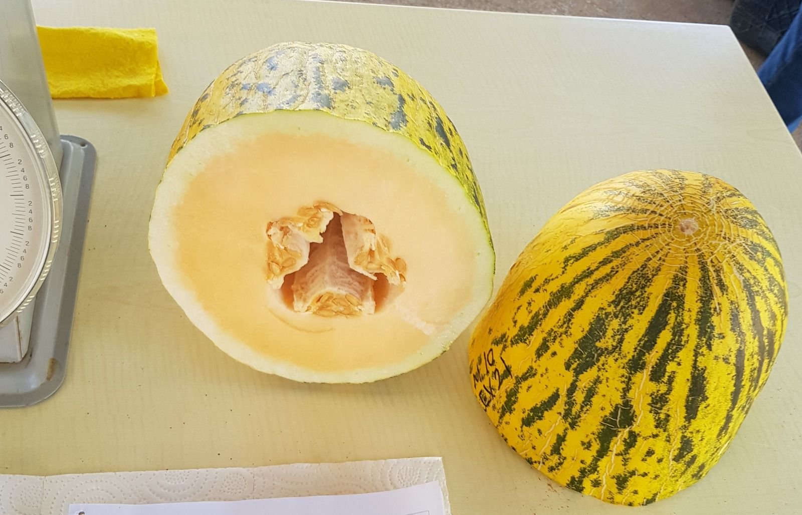 Zeugma Kirkagac Melon seeds SRC 71 - Image 3