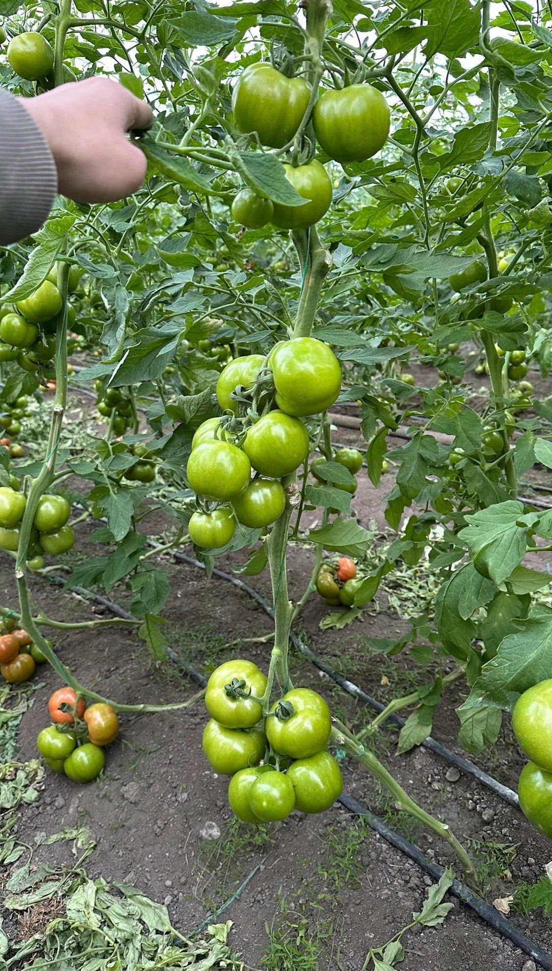 Zeugma Piece Tomato seeds ZT 1076 - Image 2