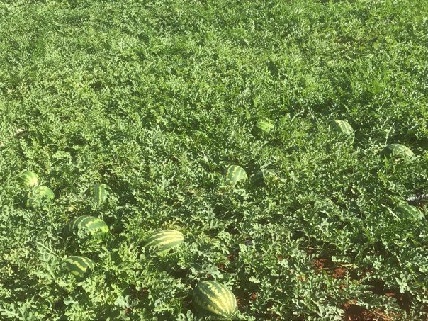 Zeugma Crimson Watermelon seeds ZT 2026 - Image 9