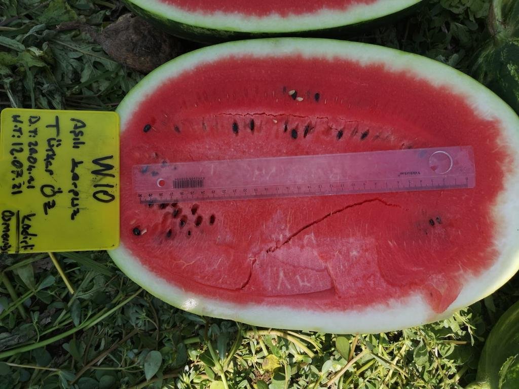 Zeugma Crimson Watermelon seeds ZT 2026 - Image 2