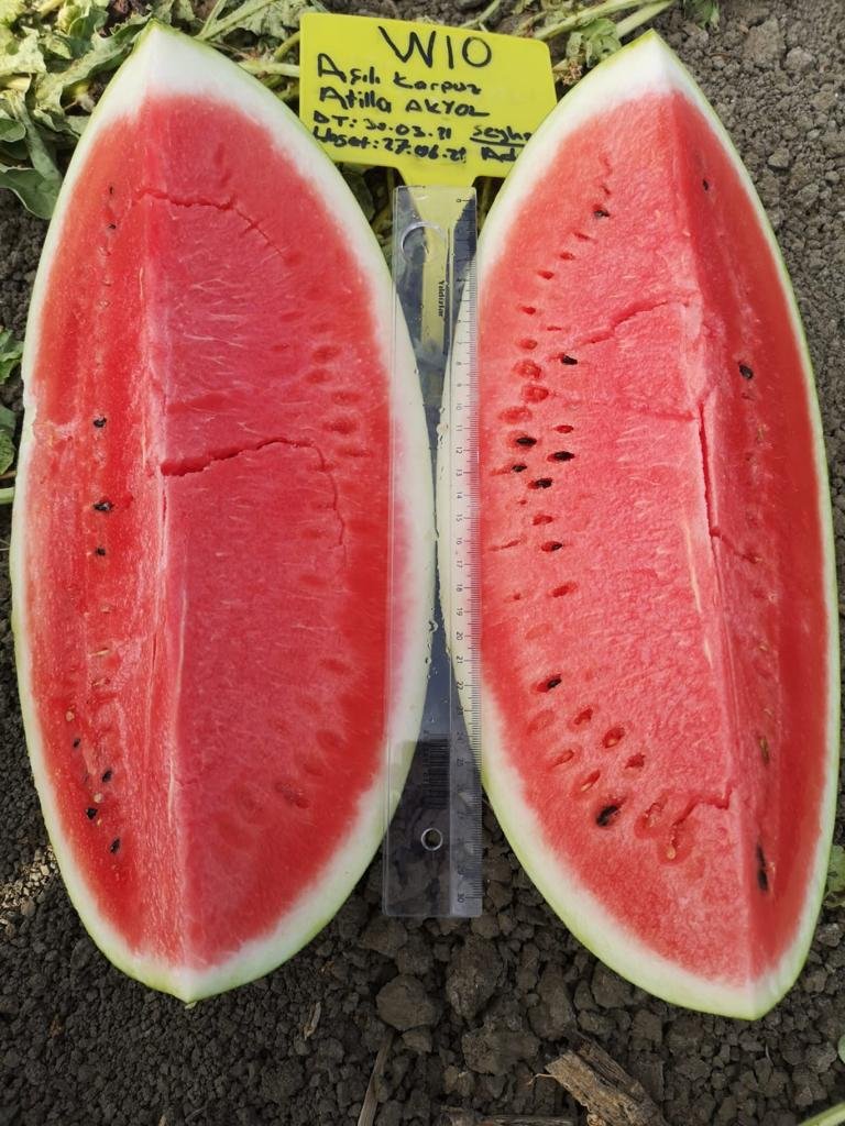 Zeugma Crimson Watermelon seeds ZT 2026 - Image 3