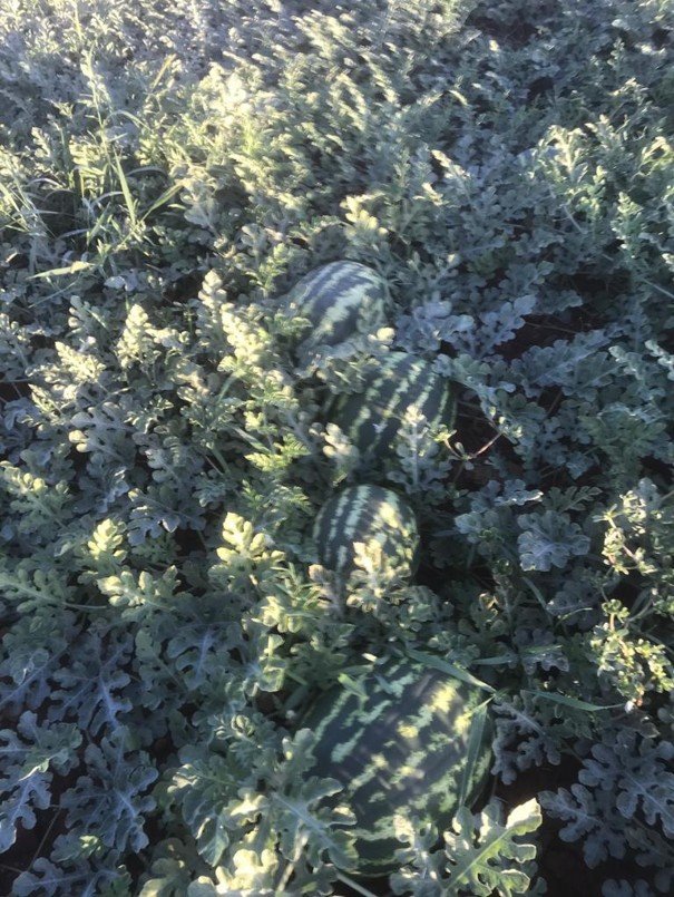Zeugma Crimson Watermelon seeds ZT 2026 - Image 8