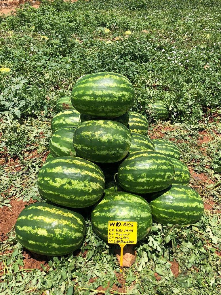 Zeugma Crimson Watermelon seeds ZT 2026 - Image 4