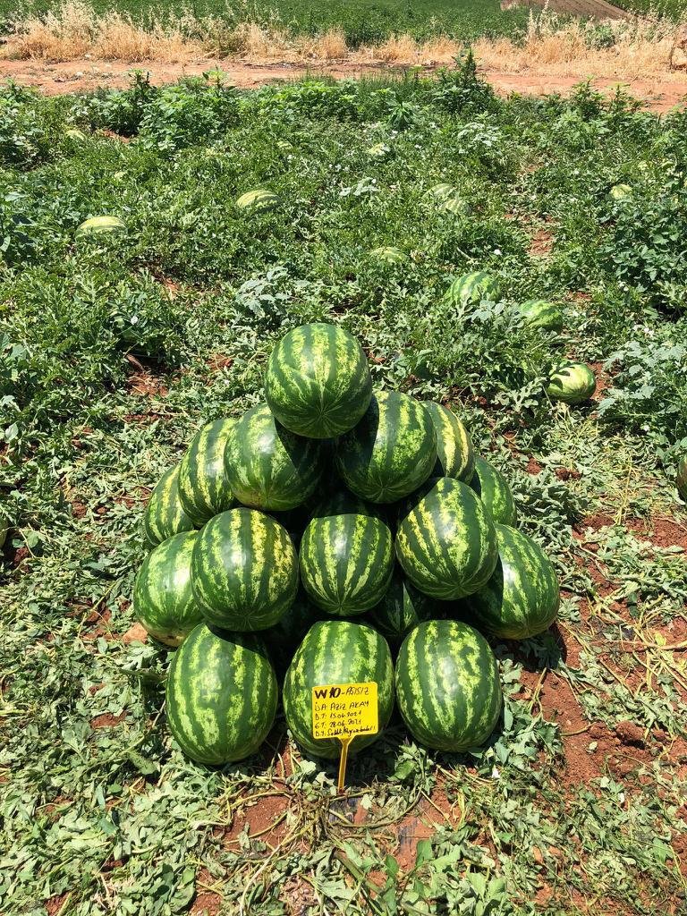 Zeugma Crimson Watermelon seeds ZT 2026 - Image 5