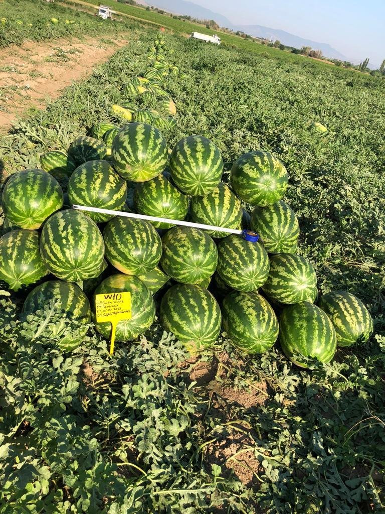 Zeugma Crimson Watermelon seeds ZT 2026 - Image 6