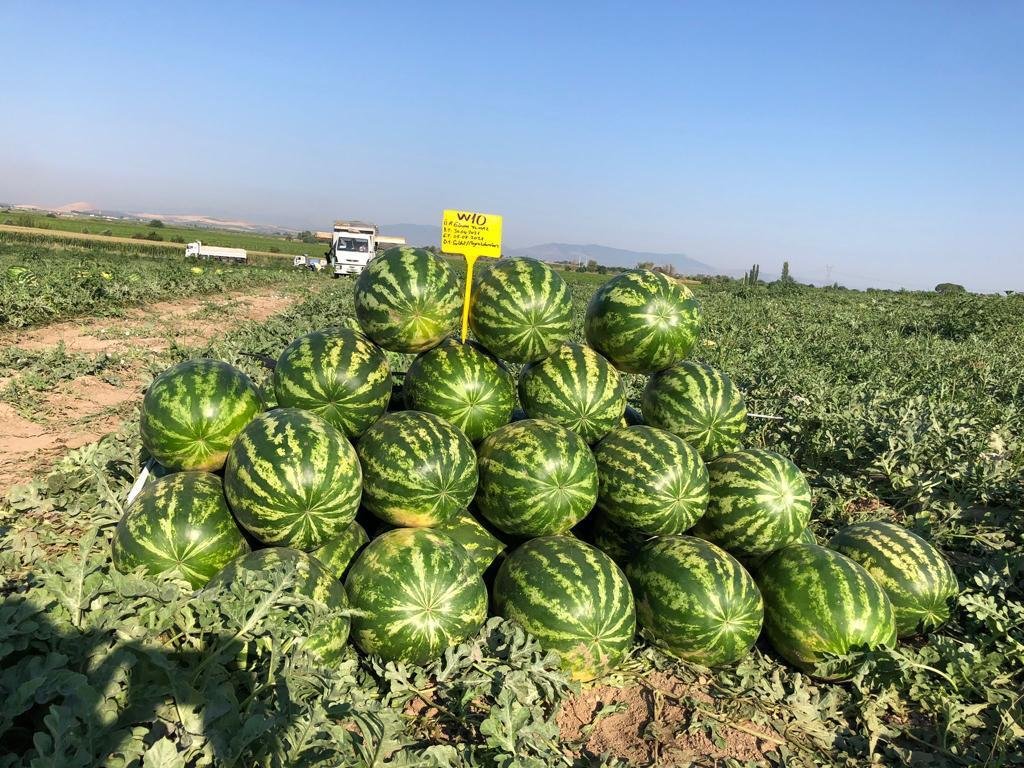 Zeugma Crimson Watermelon seeds ZT 2026 - Image 7