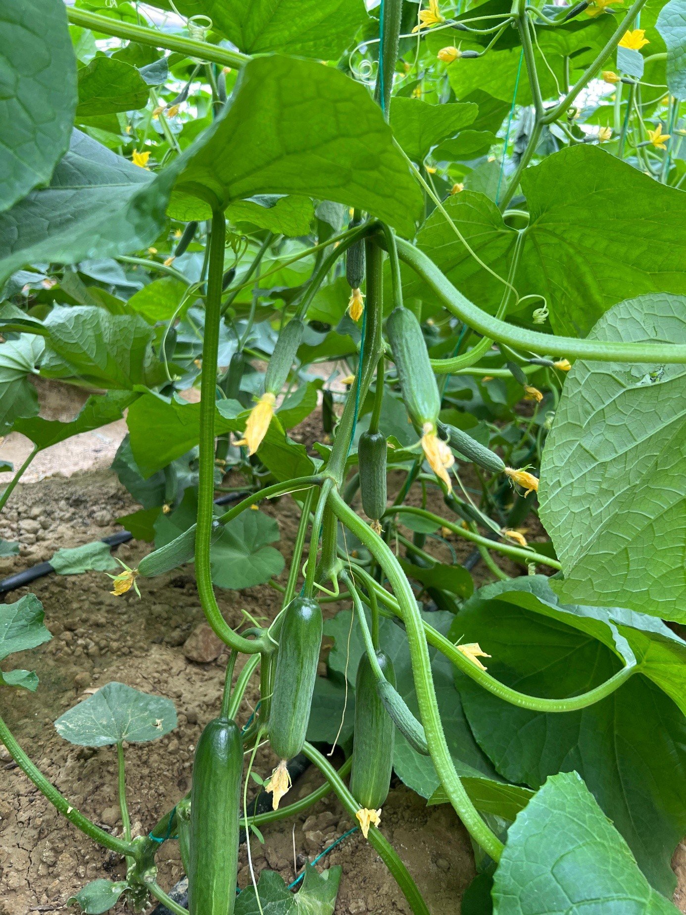 Green Mini Cucumber