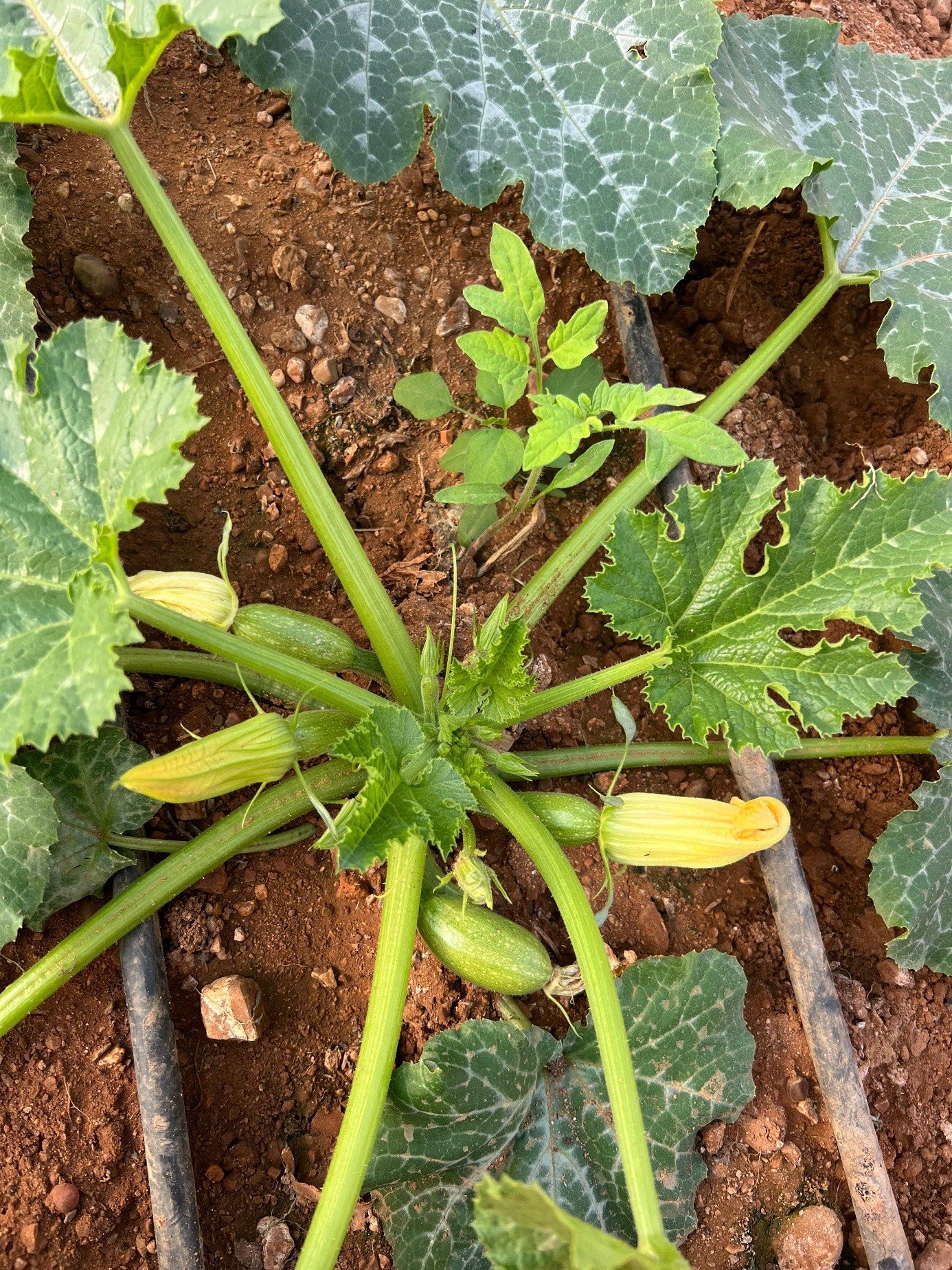 Green Mini Zucchini