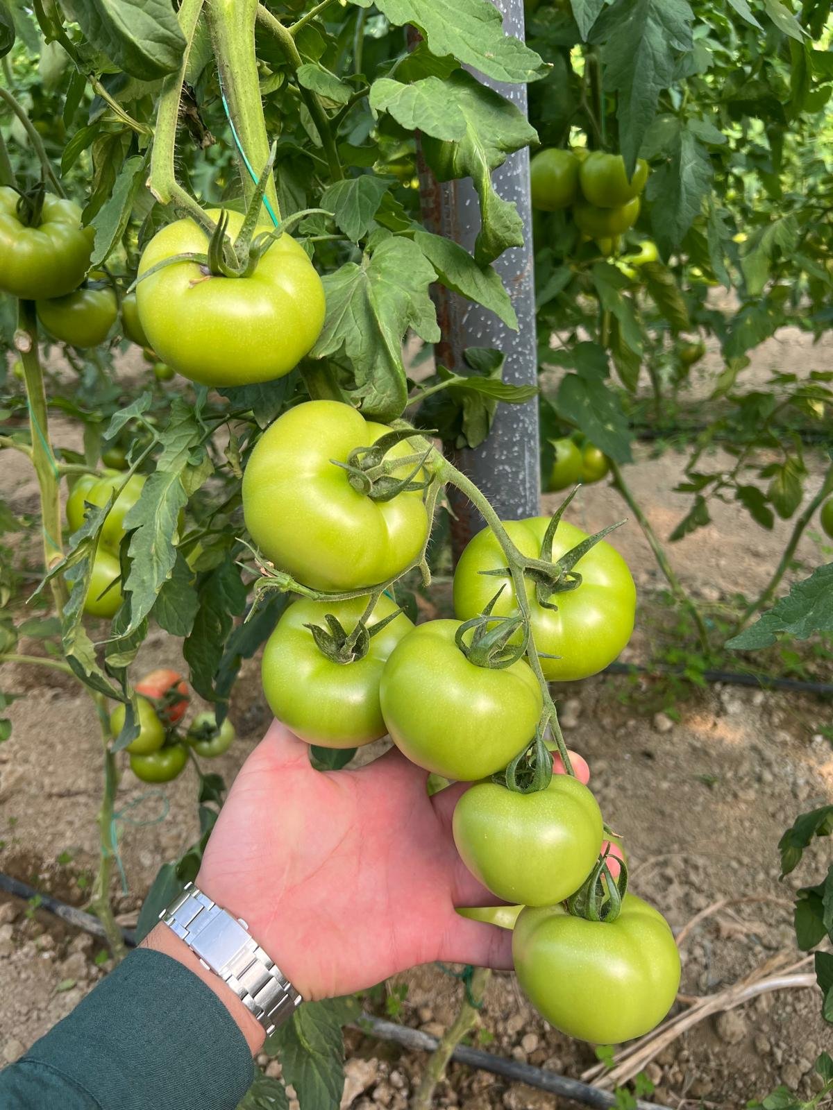 Green Pink Tomato