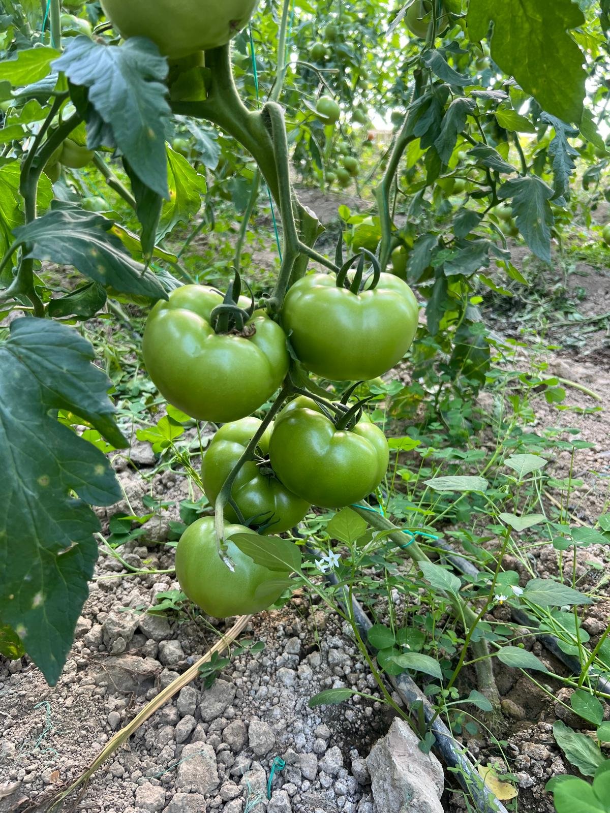 Green Pink Tomato