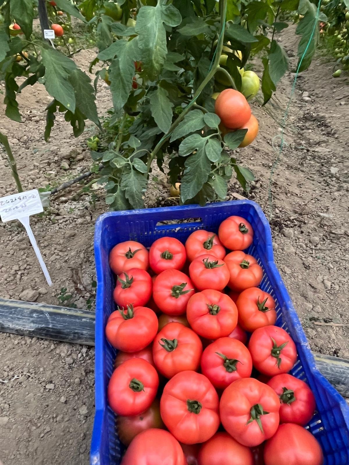 Green Pink Tomato