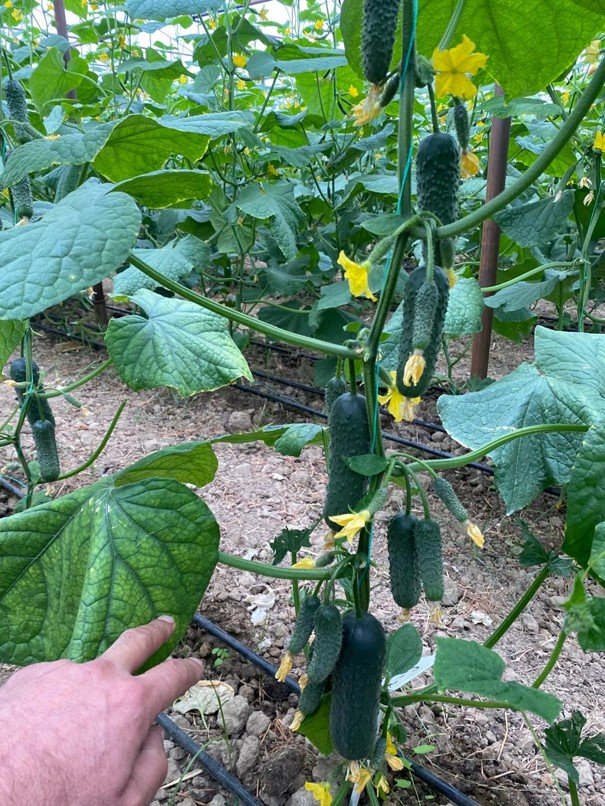 Fresh Spiny Cucumber Seeds